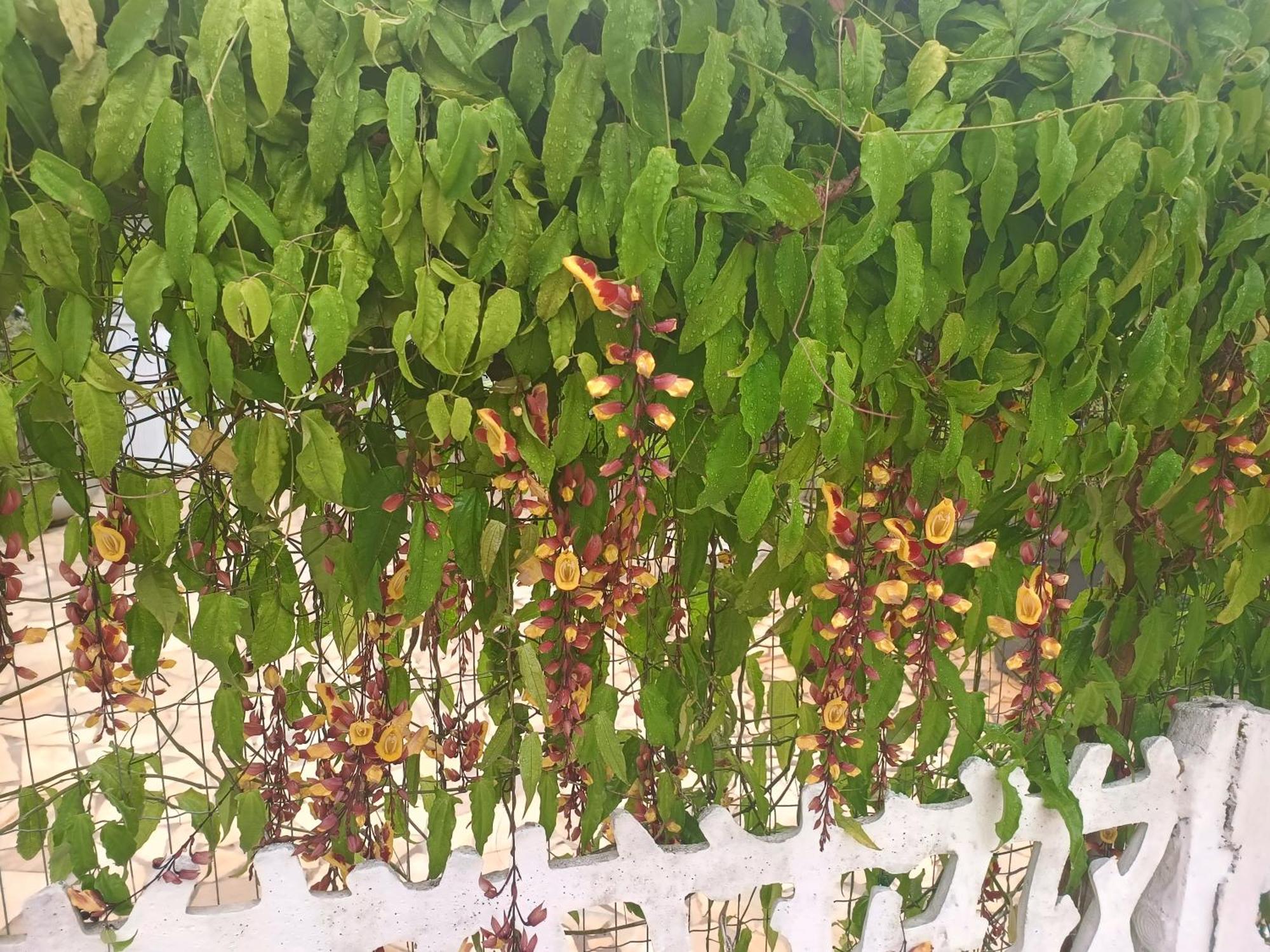 Pousada Nova Primavera 우바투바 외부 사진