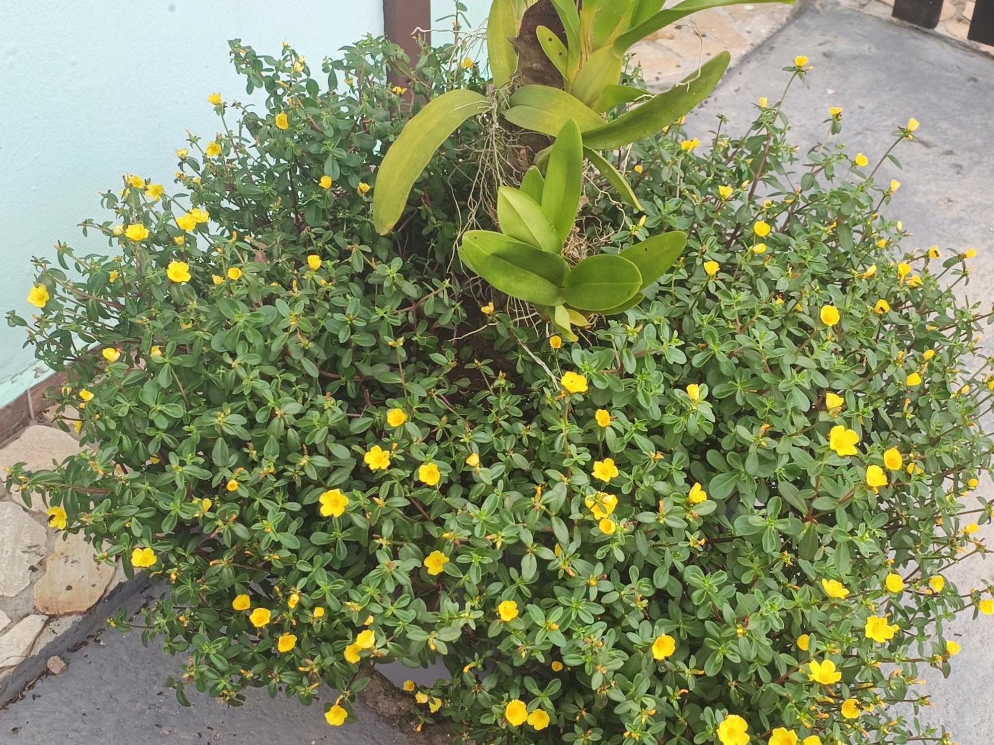 Pousada Nova Primavera 우바투바 외부 사진