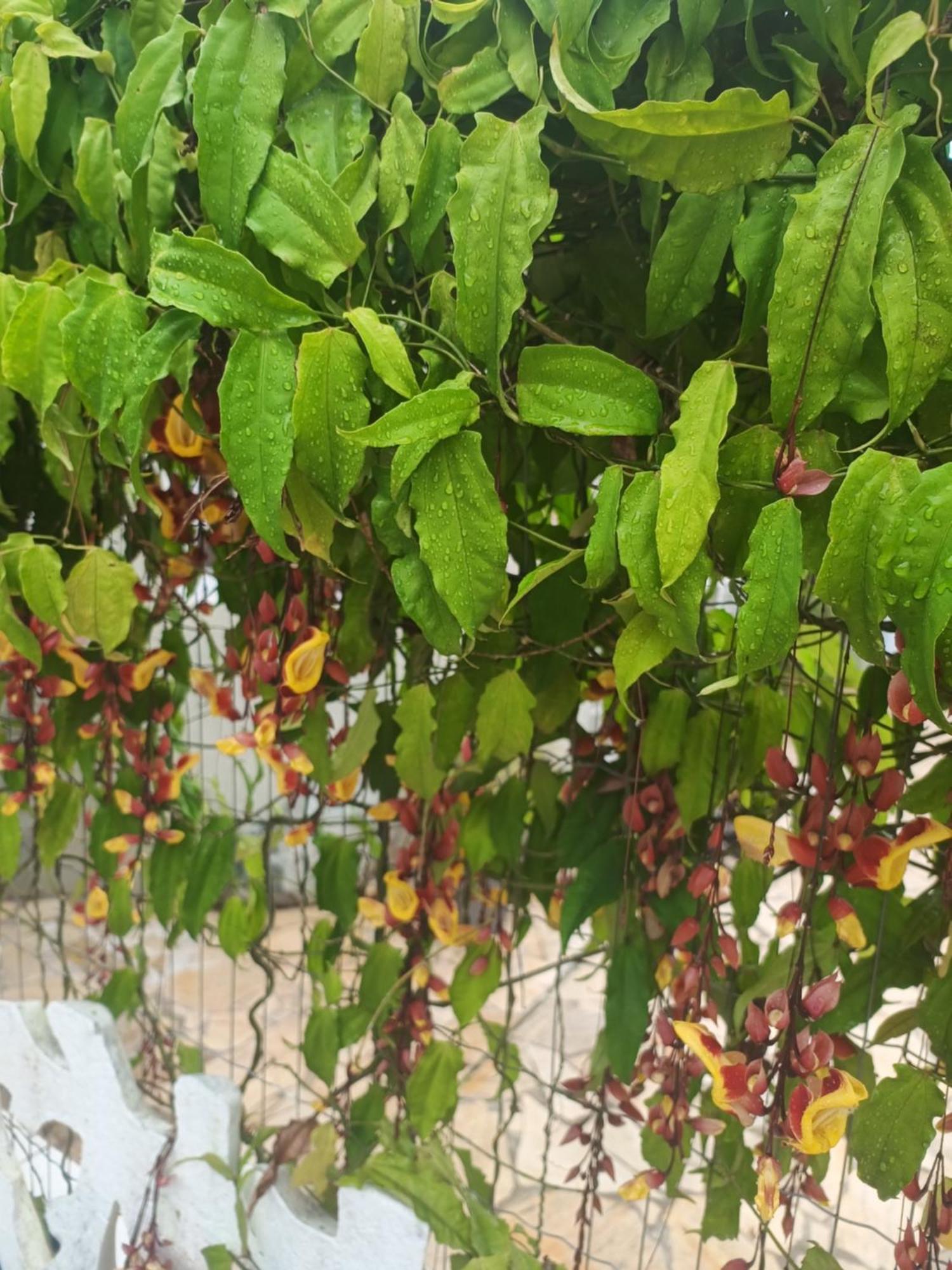 Pousada Nova Primavera 우바투바 외부 사진